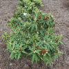 Rosa Perle - Рододендрон Якушиманский - Rosa Perle - Rhododendron makinoi