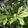 Märchenlaub - Rhododendron yakushimanum - Märchenlaub - Rhododendron yakushimanum