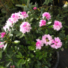 Silberwolke - Рододендрон Якушиманский - Silberwolke - Rhododendron yakushimanum