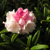 Spellbinder - Рододендрон гибридный - Spellbinder - Rhododendron hybridum