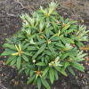 Spellbinder - Рододендрон гибридный - Spellbinder - Rhododendron hybridum