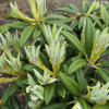 Spellbinder - Рододендрон гибридный - Spellbinder - Rhododendron hybridum