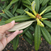 Spellbinder - Рододендрон гибридный - Spellbinder - Rhododendron hybridum