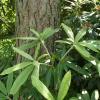 Spellbinder - Рододендрон гибридный - Spellbinder - Rhododendron hybridum