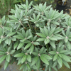 Spellbinder - Рододендрон гибридный - Spellbinder - Rhododendron hybridum