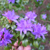 Blue Tit - Różanecznik miniaturowy - Blue Tit - Rhododendron impeditum