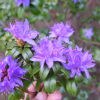 Blue Tit - Rhododendron impeditum ; Rhododendron Dwarf Hybrids - Blue Tit - Rhododendron impeditum