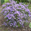 Gristede - Rhododendron impeditum  ; Rhododendron Dwarf Hybrids - Gristede - Rhododendron impeditum