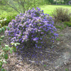 Gristede - Rhododendron impeditum  ; Rhododendron Dwarf Hybrids - Gristede - Rhododendron impeditum