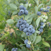 Bluegold - Highbush blueberry - Bluegold - Vaccinium corymbosum