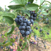 Bonifacy - Highbush Blueberry - Bonifacy - Vaccinium corymbosum