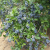 Duke - Highbush blueberry - Duke - Vaccinium corymbosum