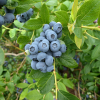 Duke - Highbush blueberry - Duke - Vaccinium corymbosum