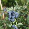 Earliblue - Highbush blueberry - Earliblue - Vaccinium corymbosum
