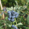 Earliblue - Heidelbeere - Earliblue - Vaccinium corymbosum