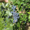 Earliblue - Highbush blueberry - Earliblue - Vaccinium corymbosum