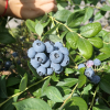 Meader - Highbush blueberry - Meader - Vaccinium corymbosum