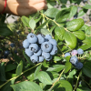 Meader - borówka amerykańska - Meader - Vaccinium corymbosum