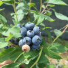 Patriot - Highbush blueberry - Patriot - Vaccinium corymbosum