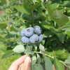 Toro - Highbush blueberry - Toro - Vaccinium corymbosum