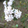 Billy Novinka - Kissen-Rhododendron - Billy Novinka - Rhododendron impeditum