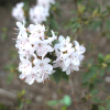 Billy Novinka - Rhododendron ; Rhododendron Dwarf Hybrids - Billy Novinka - Rhododendron impeditum