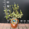 Aino PBR - Halfhigh Blueberry - Aino PBR - Vaccinium  angustifolium x Vaccinium corymbosum