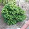 Abies koreana 'Tundra' - jodła koreańska - Abies koreana 'Tundra'