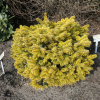 Abies nordmanniana 'Golden Spreader' - Пихта Нордманна - Abies nordmanniana 'Golden Spreader'