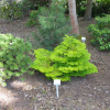 Abies nordmanniana 'Golden Spreader' - Nordmanns Tanne - Abies nordmanniana 'Golden Spreader'