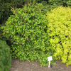 Picea abies 'Acrocona Anna' - Eль обыкновенная - Picea abies 'Acrocona Anna'