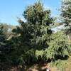 Picea abies 'Acrocona' - Zapfenfichte Herkunft ; Zapfen-Fichte - Picea abies 'Acrocona'