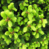 Picea abies 'Emsland' - Norway spruce - Picea abies 'Emsland'
