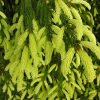 Picea abies 'Finedonensis' - Norway spruce - Picea abies 'Finedonensis'