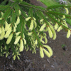 Picea abies 'Finedonensis' - Gemeine Fichte - Picea abies 'Finedonensis'