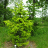 Picea abies 'Końca' - Eль обыкновенная - Picea abies 'Końca'