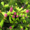 Picea abies 'Pusch' - ель обыкновенная - Picea abies 'Pusch'