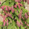 Picea abies 'Rydal' - Norway spruce - Picea abies 'Rydal'