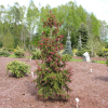 Picea abies 'Rydal' - Eль обыкновенная - Picea abies 'Rydal'