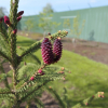 Picea abies 'Rydal' - Eль обыкновенная - Picea abies 'Rydal'