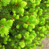 Picea abies 'Will's Zwerg' - Norway spruce - Picea abies 'Will's Zwerg'