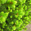 Picea abies 'Will's Zwerg' - Gemeine Fichte - Picea abies 'Will's Zwerg'