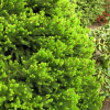 Picea abies 'Will's Zwerg' - Gemeine Fichte - Picea abies 'Will's Zwerg'
