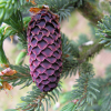 Picea likiangensis var. balfouriana - Eль лицзянская - Picea likiangensis var. balfouriana