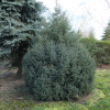 Picea mariana 'Jana' - świerk czarny - Picea mariana 'Jana'