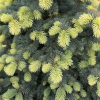 Picea pungens 'Białobok' - Stech-Fichte ; Blaufichte - Picea pungens 'Białobok'