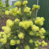 Picea pungens 'Maigold' - Blue spruce - Picea pungens 'Maigold'