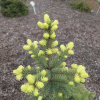 Picea pungens 'Maigold' - Stech-Fichte; Blaufichte - Picea pungens 'Maigold'