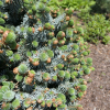 Picea sitchensis 'Silberzwerg'  -Ель ситхинская - Picea sitchensis 'Silberzwerg'