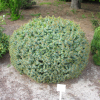 Picea sitchensis 'Tenas' - Sitka-Fichte - Picea sitchensis 'Tenas'